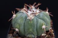 Echinocactus  horizonthalonius PAN 183.jpg